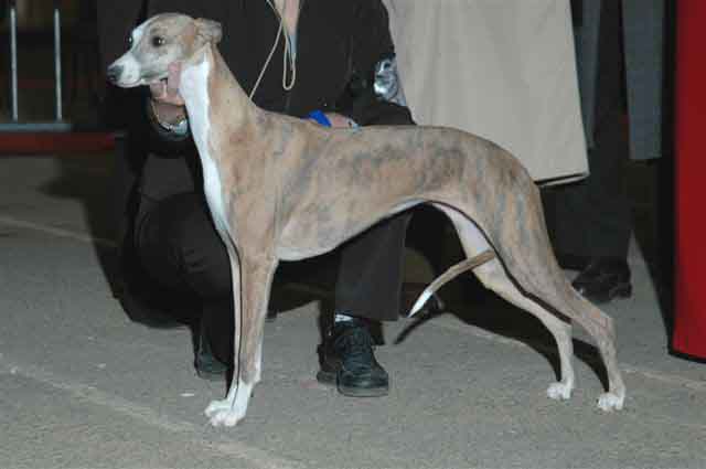 Ushana Du Clos Des Sylphides