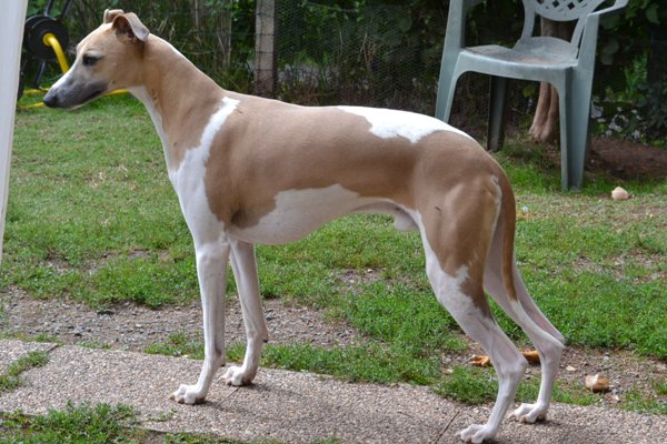 Dawson Du Clos Des Sylphides