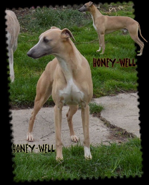 Honey-well (dit newell) Du Clos Des Sylphides