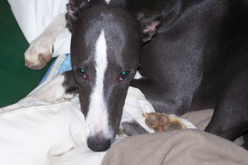 Jolies têtes de mes whippets