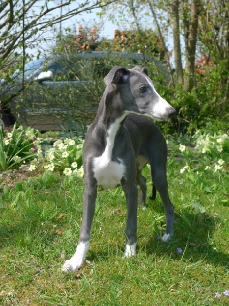 CHIOTS 2010