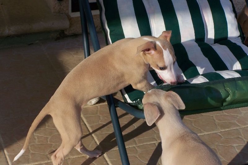 Les whippets Sylphides dans leurs nouvelles familles